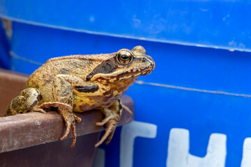 Portrait of a common frog on a bucket edge