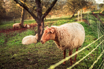 Schaf in freier Natur