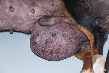 Large neoplasm in dog. Testicular tumor