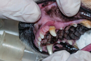 Obraz premium Epulis of the upper jaw in dog. Veterinary dentistry
