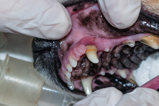 Epulis of the upper jaw in dog. Veterinary dentistry
