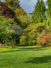 trees in the park in early autumn