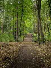 path in the woods in early autumn