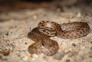 Coronelle girondine, couleuvre de Bordeaux