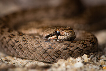 Coronelle girondine, couleuvre de Bordeaux