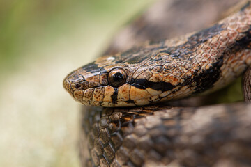 Coronelle girondine, couleuvre de Bordeaux