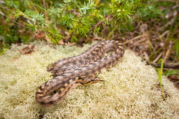 Coronelle girondine, couleuvre de Bordeaux