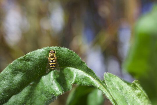Eupeodes americanus (Hoverfly)