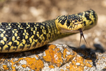 Couleuvre verte et jaune, Hierophis viridiflavus