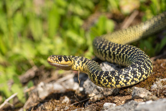 Couleuvre verte et jaune, Hierophis viridiflavus