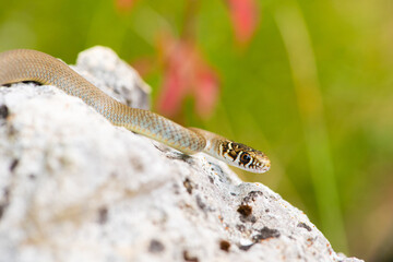 Couleuvre verte et jaune, Hierophis viridiflavus