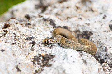 Couleuvre verte et jaune, Hierophis viridiflavus