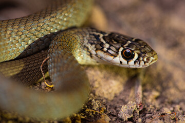 Couleuvre verte et jaune, Hierophis viridiflavus
