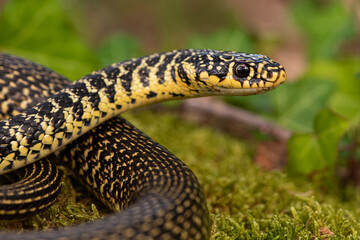 Couleuvre verte et jaune, Hierophis viridiflavus