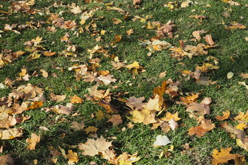 Autumn background. Yellow fallen leaves on a green lawn.