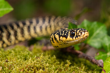 Couleuvre verte et jaune, Hierophis viridiflavus