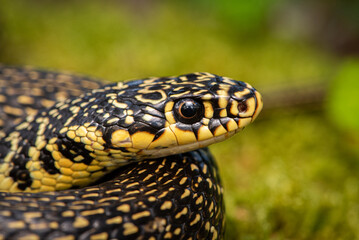 Couleuvre verte et jaune, Hierophis viridiflavus