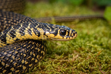 Couleuvre verte et jaune, Hierophis viridiflavus