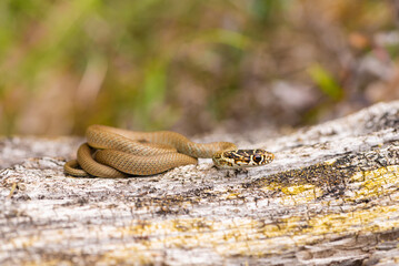 Couleuvre verte et jaune, Hierophis viridiflavus