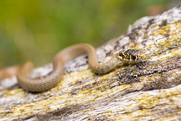 Couleuvre verte et jaune, Hierophis viridiflavus