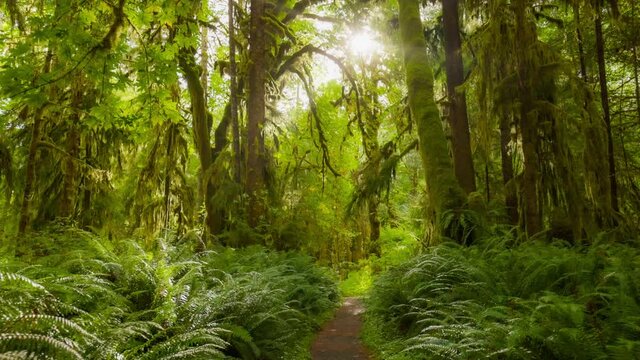 Rain forest in Olympic National Park, Washington, United States. Camera moves along path among trees overgrown with moss and bushes. HDR 4K gimbal shot