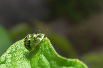 small green grasshoppers are mating on a leaf
