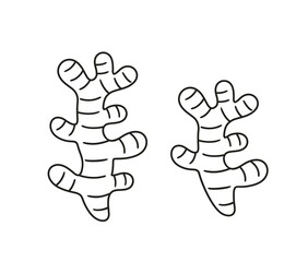 Ginger outline. Isolated ginger on white background