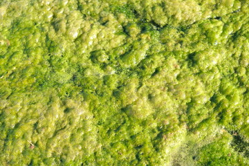 moss, green moss on water. 