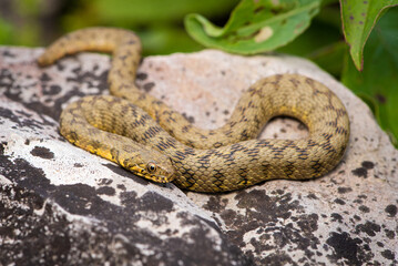 Couleuvre vipérine, Natrix maura
