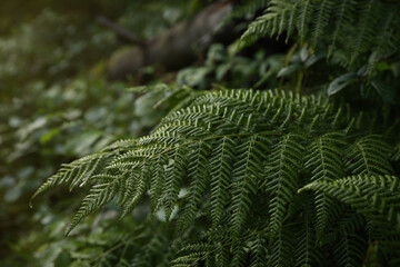 Green fern growing in forest, closeup view