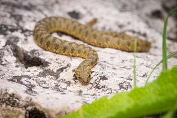 Couleuvre vipérine, Natrix maura