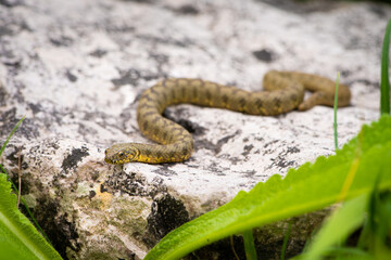 Couleuvre vipérine, Natrix maura