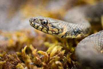 Couleuvre vipérine, Natrix maura