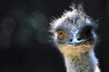 Close up of an emu head. Wildlife photo.