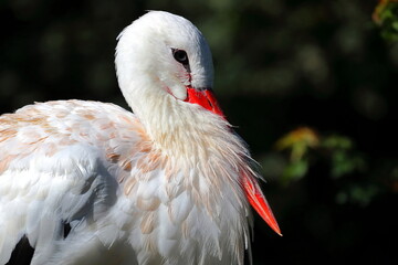 White stork close-up. Wildlife photo.  © eugen_z