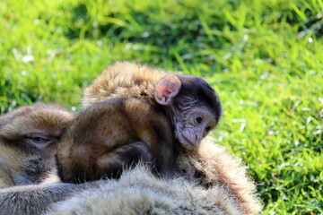 Barbary macaque baby. Wildlife photo.