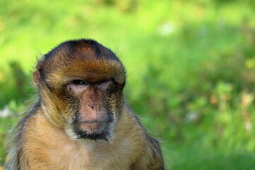 Bad-tempered Barbary macaque. Wildlife photo.