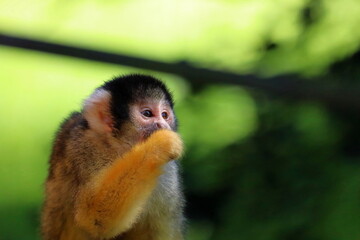 Squirrel monkey enjoys a snack. Wildlife photo.