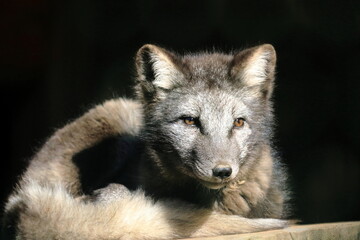 Fototapeta premium An Arctic fox lies relaxed and looks at you. Wildlife photo.