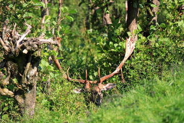 European fallow deer and his antlers. Wildlife photo.