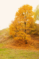 yellow tree autumn season