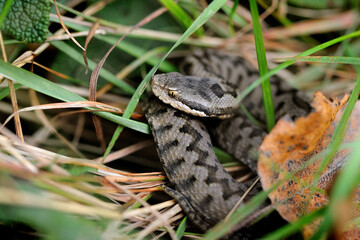 Vipère aspic, Vipera aspis