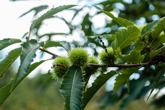 Horse chessnut