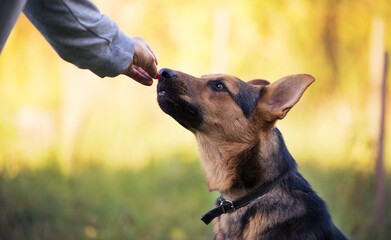 German Shepherd eating dog food from humans hand in training