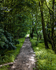 Fototapeta na wymiar path in the forest past dark trees