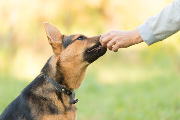 German Shepherd eating dog food from humans hand in training - 462197086