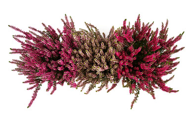 calluna vulgaris isolated on white background
