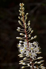 Closeup of the tall inflorescence with small white flowers of Drimia maritima - obrazy, fototapety, plakaty