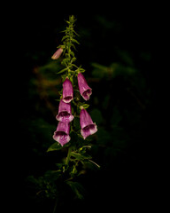 Foxglove isolated on black background
