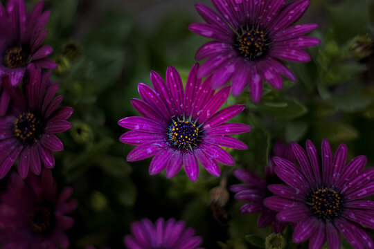 Closeup Shot Of Vertical Image With Wild Margarita Flower.